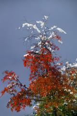 Izidor Jesenko - Poljansko drevo 1